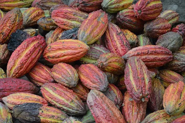 Cacao Pods